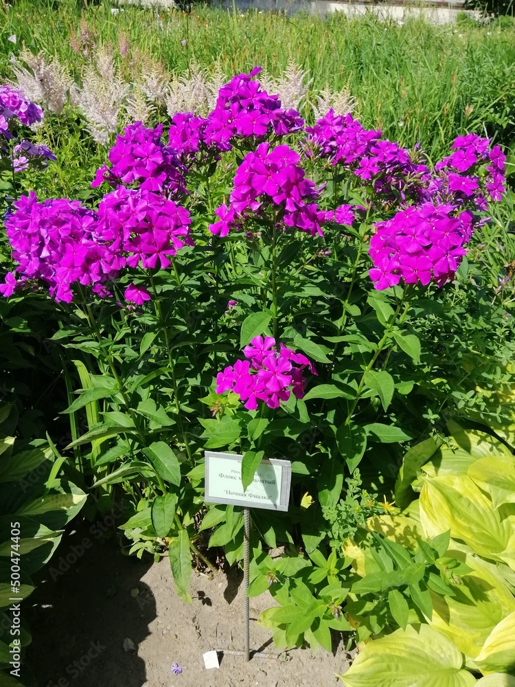 a bright pink large bush of flowering Phlox paniculata with a sign with the name of the plant 
