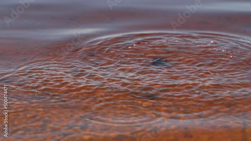 The stone is thrown into the water. Stonhe falls into the pond, visible circles on the water.