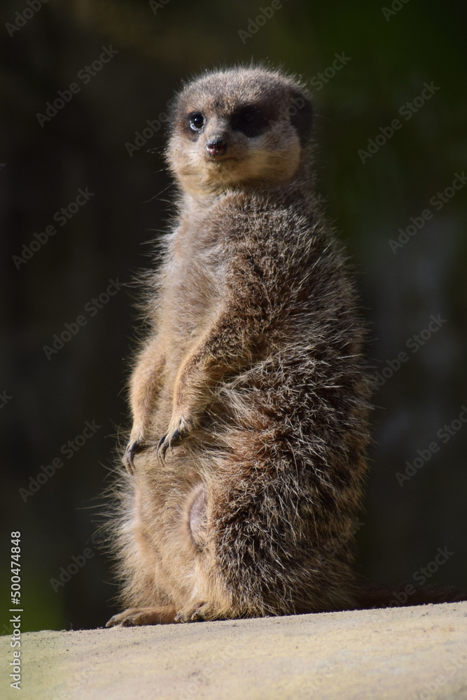 Fototapeta premium meerkat on the lookout