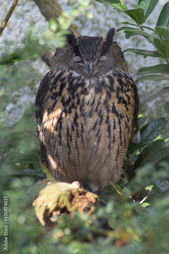 great horned owl in a tree