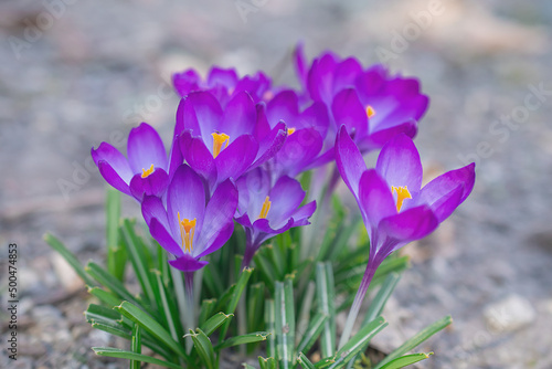 Group of purple crocus flowers on a spring meadow. Crocus blossom. Mountain flowers. Spring landscape.  © Anastasiia