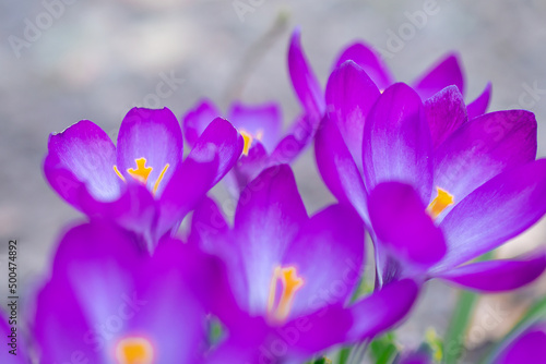 Fototapeta Naklejka Na Ścianę i Meble -  Group of purple crocus flowers on a spring meadow. Crocus blossom. Mountain flowers. Spring landscape.	