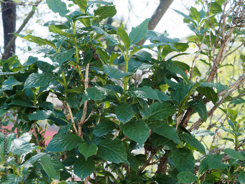 Lonicera alpigena | Chèvrefeuille des Alpes ou Camérisier des Alpes au feuillage lancéolé, nervurée, pointu et poilues, vert luisant photo