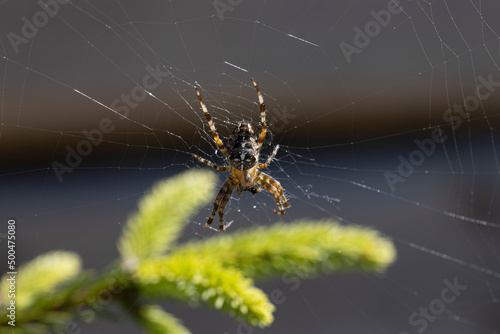 Spider on a pine branch illuminated by sunlight. Close-up macro view.