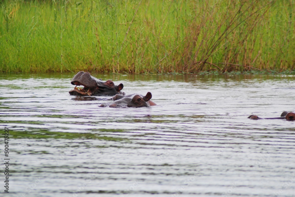 Fototapeta premium Namibia River 29