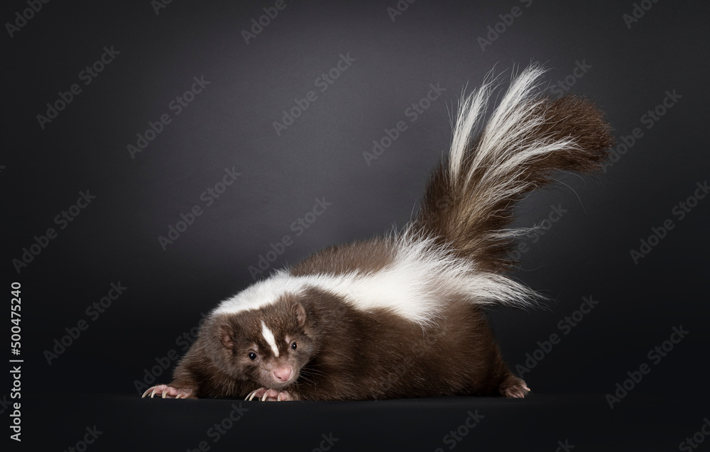Fototapeta premium Young brown classic striped skunk, laying down side ways. Looking straight to camera with tail high up. Isolated on a black background.