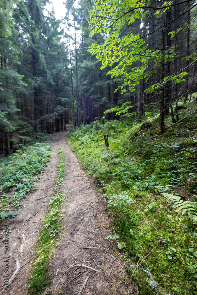 Obraz premium Mountain dirt road in the Ukrainian Carpathians on a summer day.