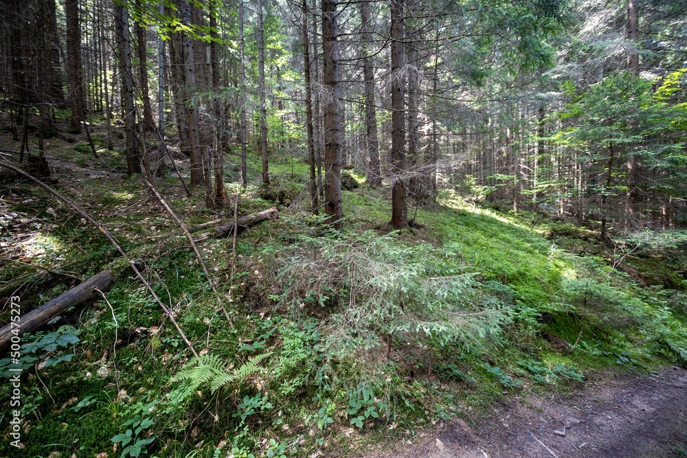 Mountain forest in the Ukrainian Carpathians. Mountain forest in the Ukrainian Carpathians.