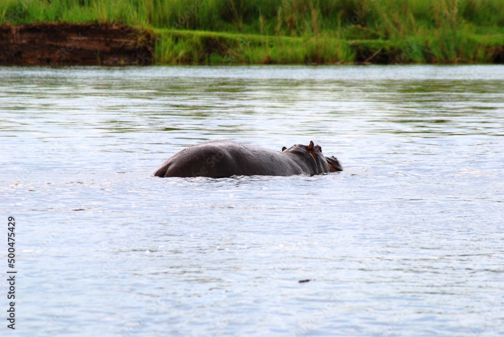 Fototapeta premium Namibia River 21