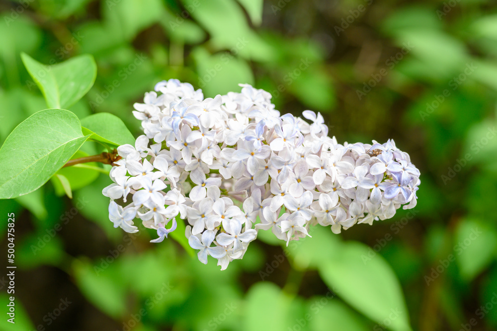 Blooming spring flowers. Beautiful flowering flowers of lilac tree. Spring concept. The branches of lilac on a tree in a garden. Blooming spring flowers. Beautiful flowering flowers of lilac tree. Spring concept. The branches of lilac on a tree in a garden.