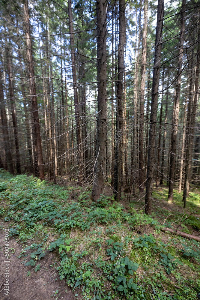 Mountain forest in the Ukrainian Carpathians. Mountain forest in the Ukrainian Carpathians.