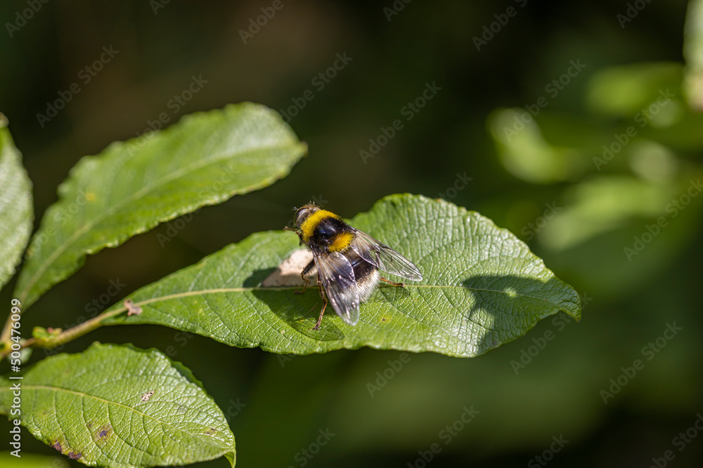 A bee on a green leaf lit by sunlight. Close-up macro view. A bee on a green leaf lit by sunlight. Close-up macro view.