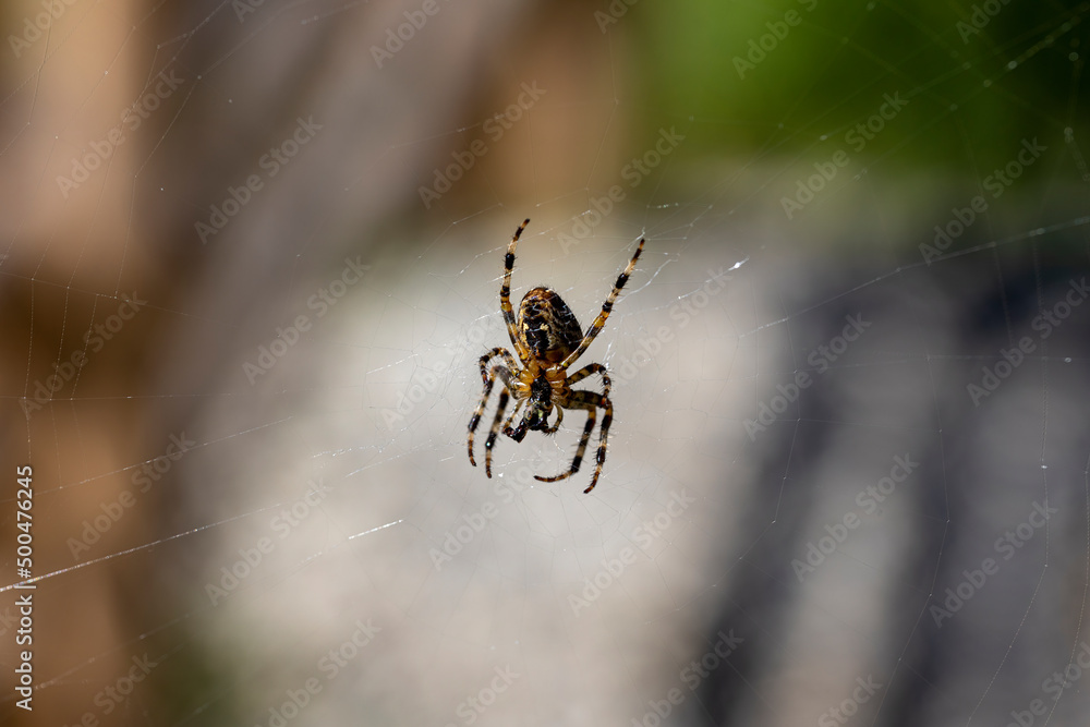 Spider on a web on a natural background. Close-up macro view. Spider on a web on a natural background. Close-up macro view.