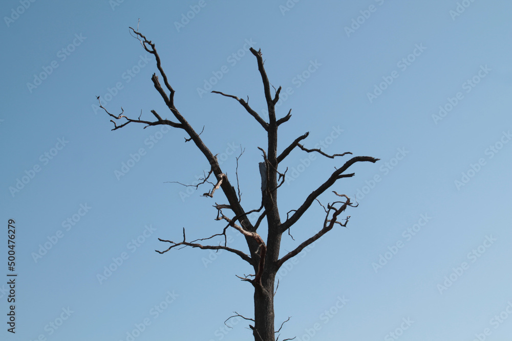 Silhouette of old dry oak against clear blue sky Silhouette of old dry oak against clear blue sky