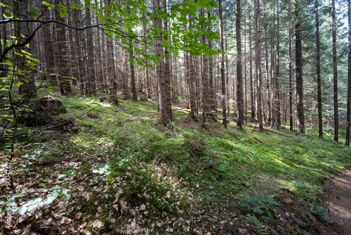 Fototapeta panorama dolina drzewa rumunia trawa