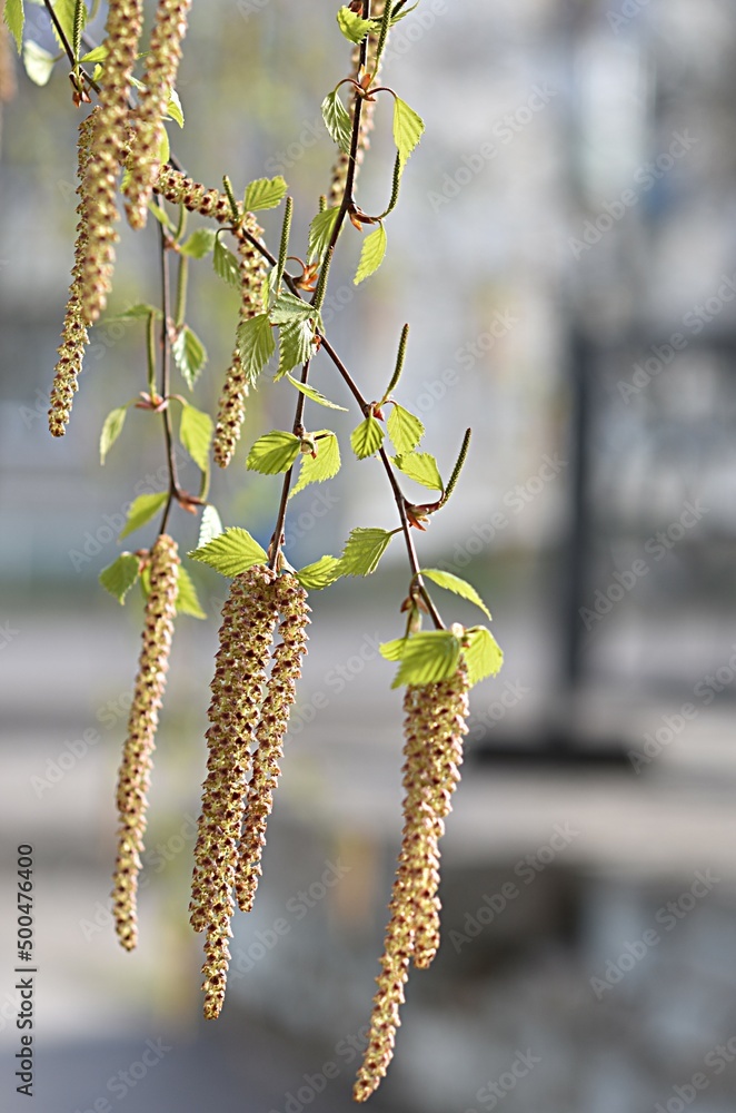 Naklejka premium young birch catkins on a green background