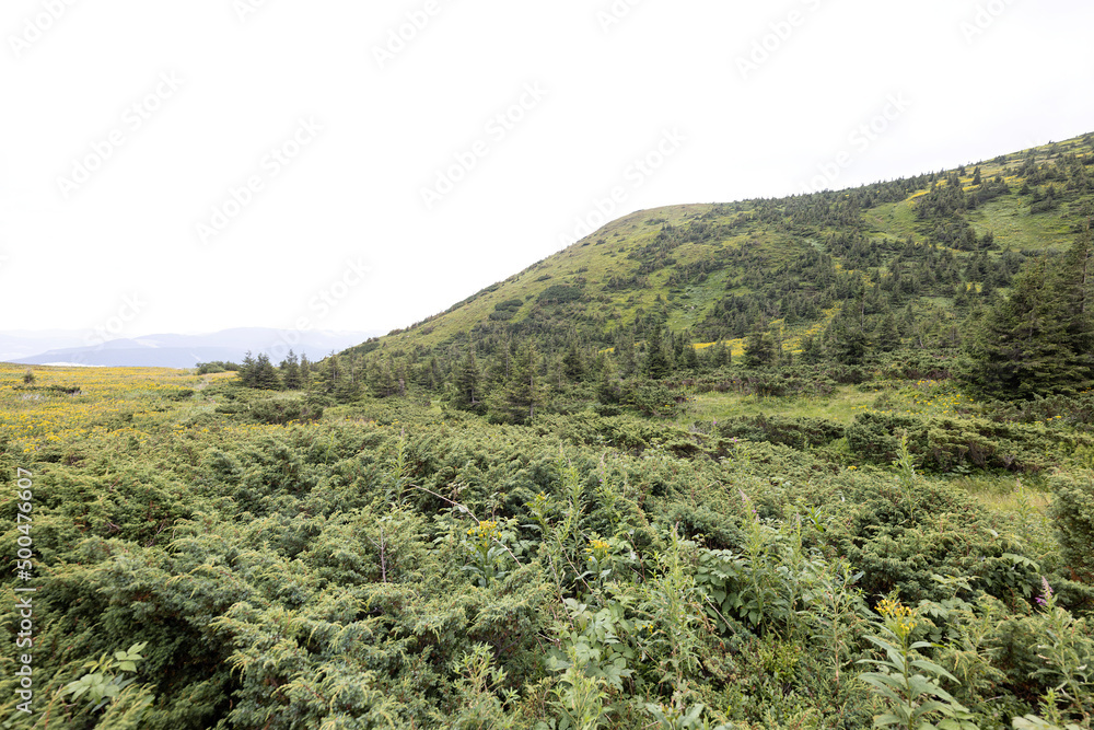 Obraz premium Panoramic view of the Ukrainian mountains Carpathians
