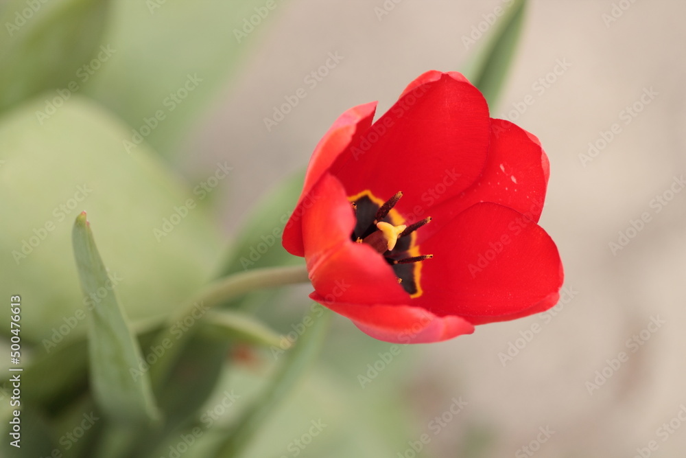 red and white tulips red and white tulips