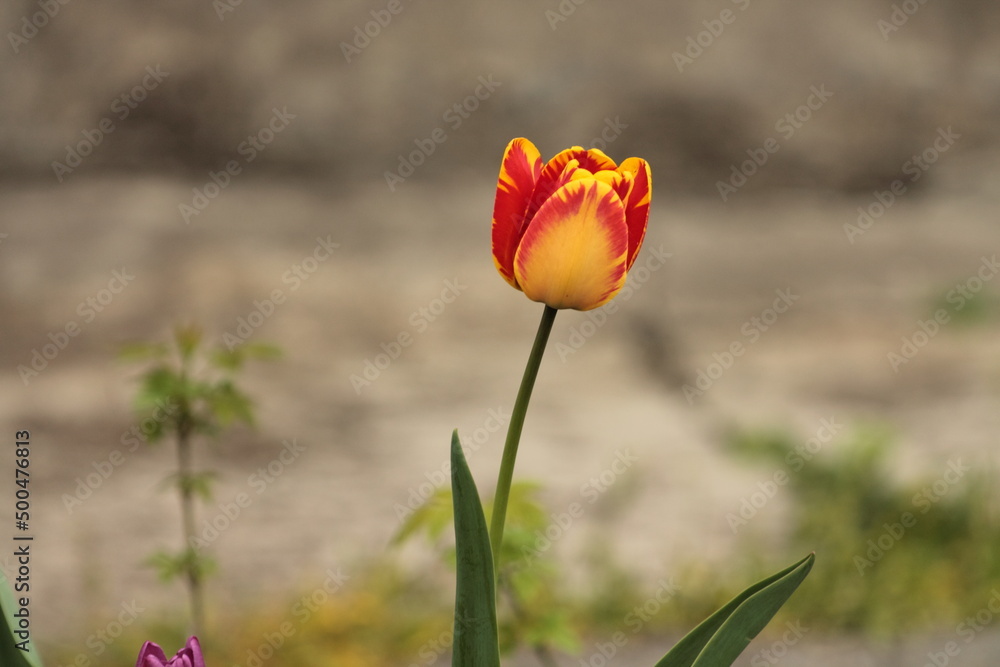 red and yellow tulips