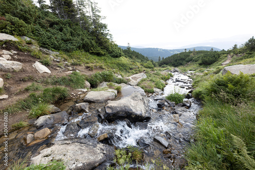 Mountain stream on a summer day in the Ukrainian Carpathians