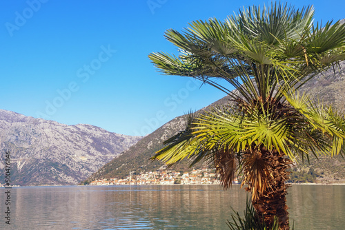 Beautiful Mediterranean landscape. Montenegro  Adriatic Sea. Fan palm   Washingtonia robusta   on coast of Kotor Bay. Perast town in distance. Vacation concept
