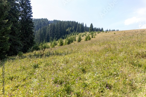 Green mountain meadows in the high Carpathians © Sergey