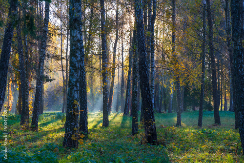 Fog in the morning deciduous forest. © anatoliil