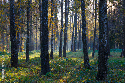 Fog in the morning deciduous forest. © anatoliil