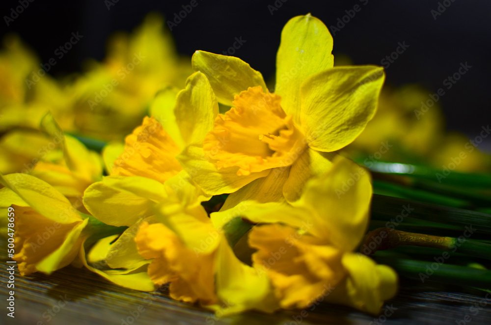 Yellow daffodils close up Yellow daffodils close up