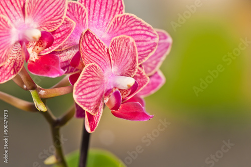 top view  close distance of pink orchids  in full bloom and green stems  on a tropical balcony