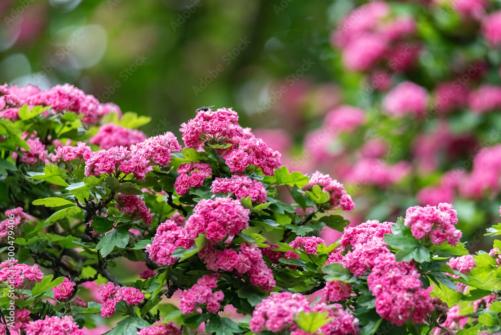 Blooming Japanese Hawthorn. Pink dense flowers on the branches of the tree. Ornamental trees in the park.