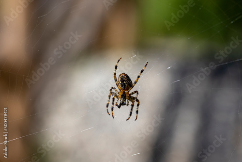 Spider on a web on a natural background. Close-up macro view.