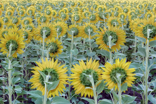 Sunflower natural background