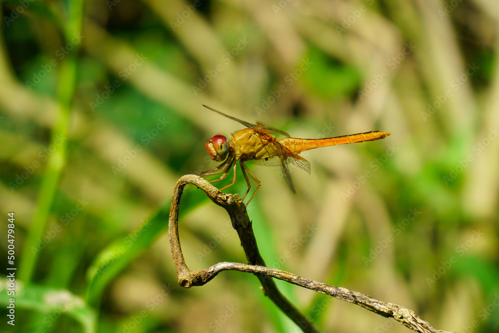 Golden dragonfly on a natural background Golden dragonfly on a natural background