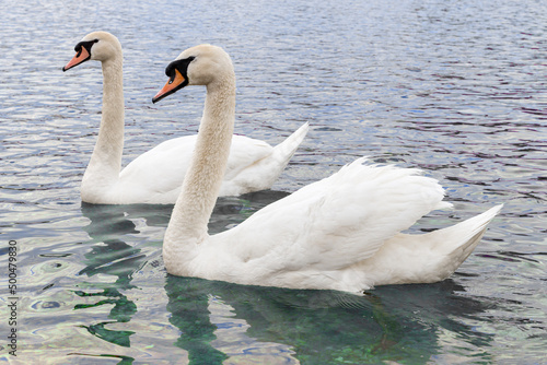 Close-up view of a pair  swans enjoying a leisurely swim in lake. A pair of swans is a symbol and allegory of love and fidelity. Space for text.