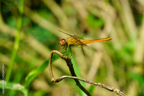 Golden dragonfly on a natural background © Chitro Stock 