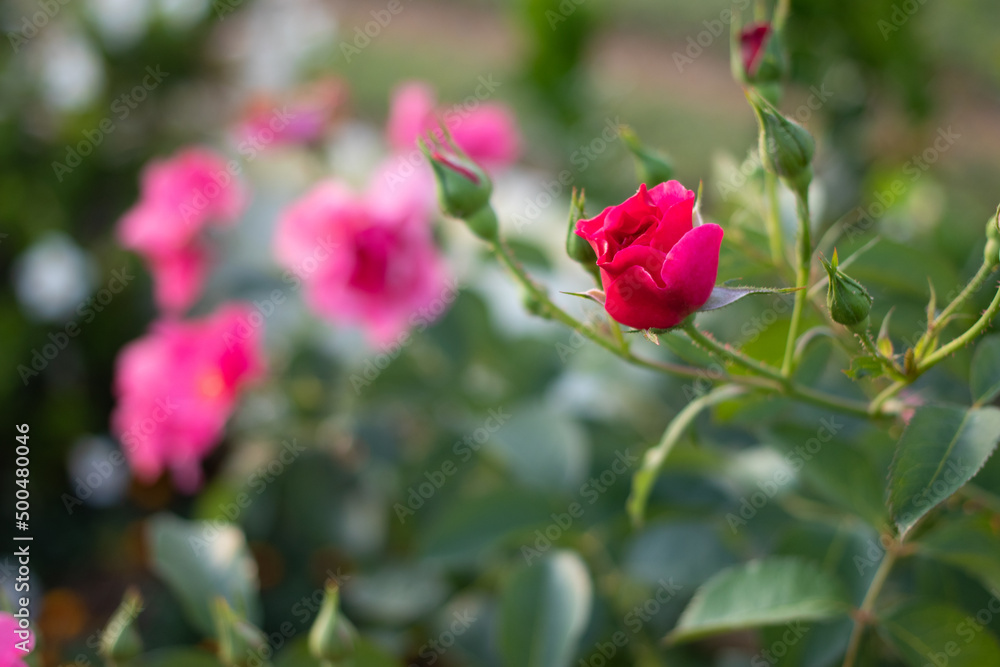 red rose in garden red rose in garden