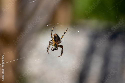 Spider on a web on a natural background. Close-up macro view.