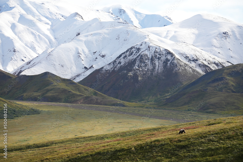Fototapeta premium Denali, Alaska Mountains