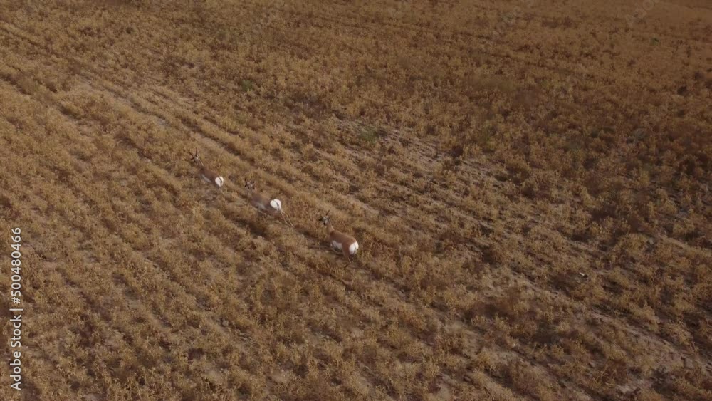 Pronghorn herd running through fields aerial following western canada animals Pronghorn herd running through fields aerial following western canada animals