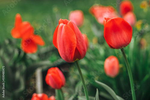 Beautiful red tulip flowers in a spring garden. #500480475