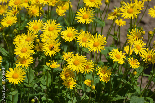 Doronicum orientale blooms in a flower bed