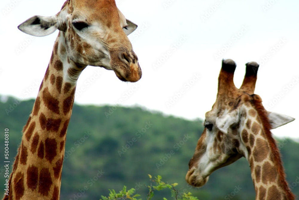 Obraz premium Giraffe 46