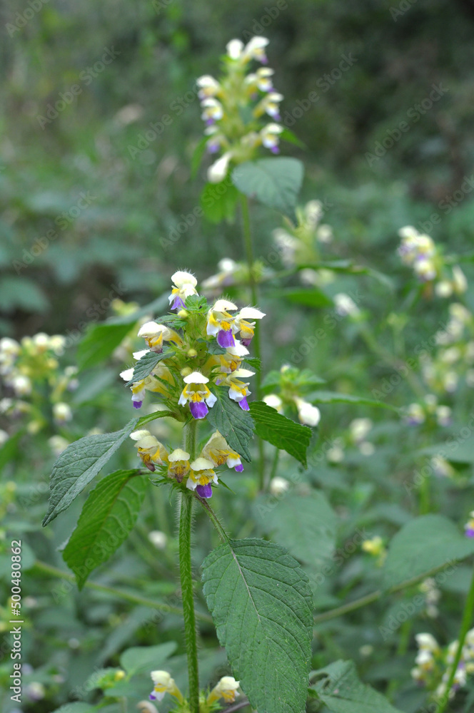 Summer among the herbs blossoms of nettle Galeopsis speciosa Summer among the herbs blossoms of nettle Galeopsis speciosa