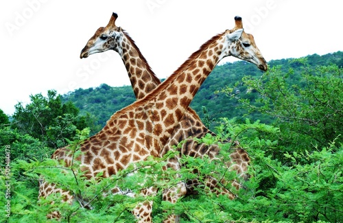 Giraffe 44