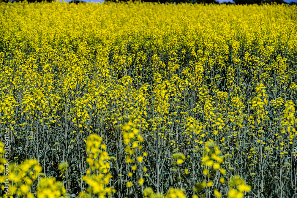 Obraz premium plantas y flores en Blanes