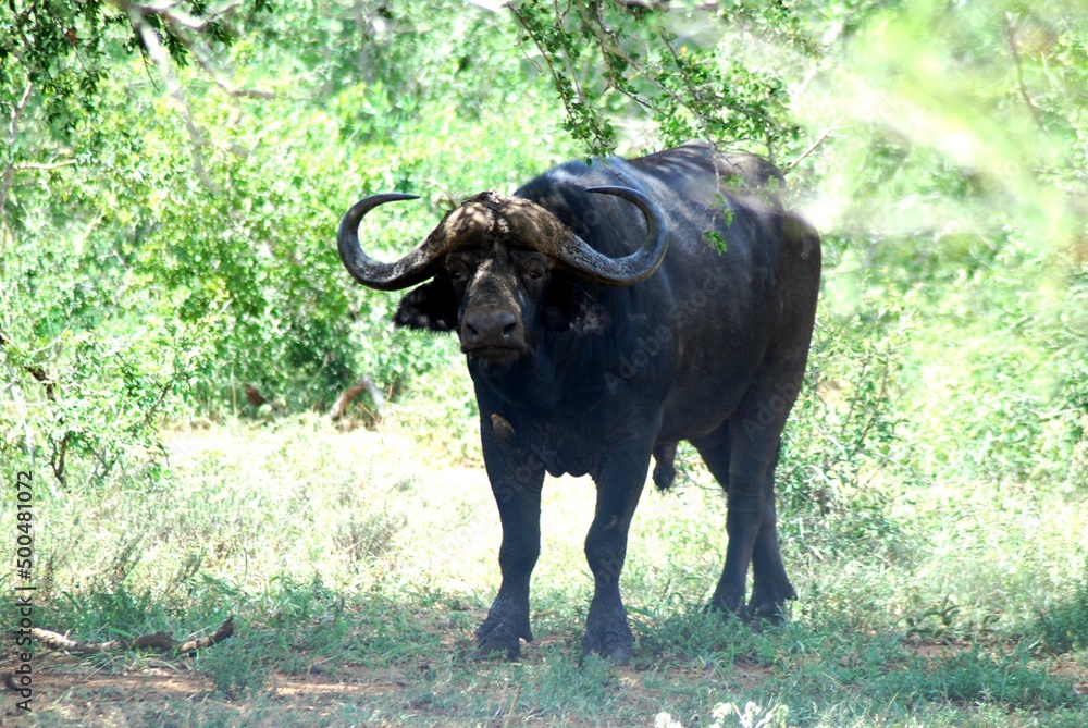 Obraz premium Buffalo 1