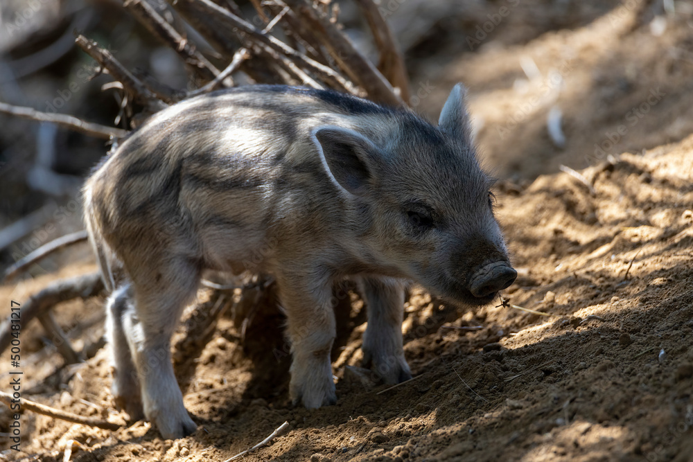 Wild boar. Close up detailed view Wild boar. Close up detailed view