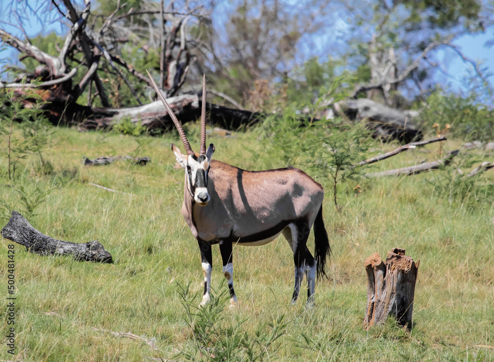 Fototapeta premium Oryx or gemsbok is an African antelope with beautiful long horns grazing in the savannah.