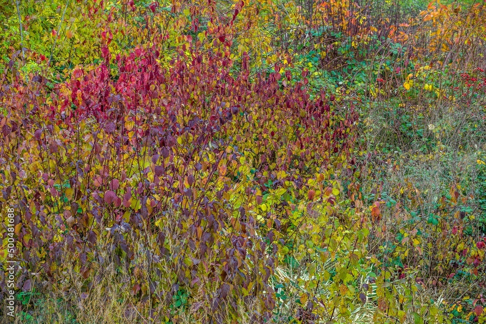 Autumn colors in the meadow, multicolored wild plants